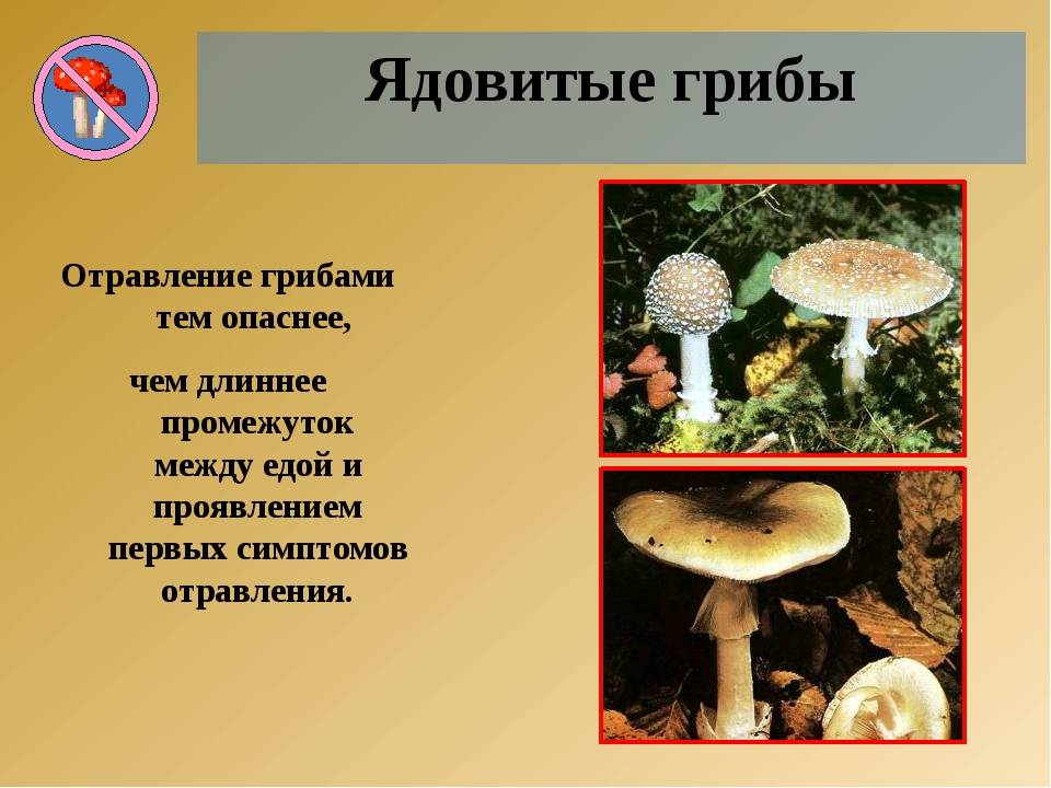 Грибы в октябре: какой урожай грибов в середине и конце осени, советы грибнику, инструменты для сбора