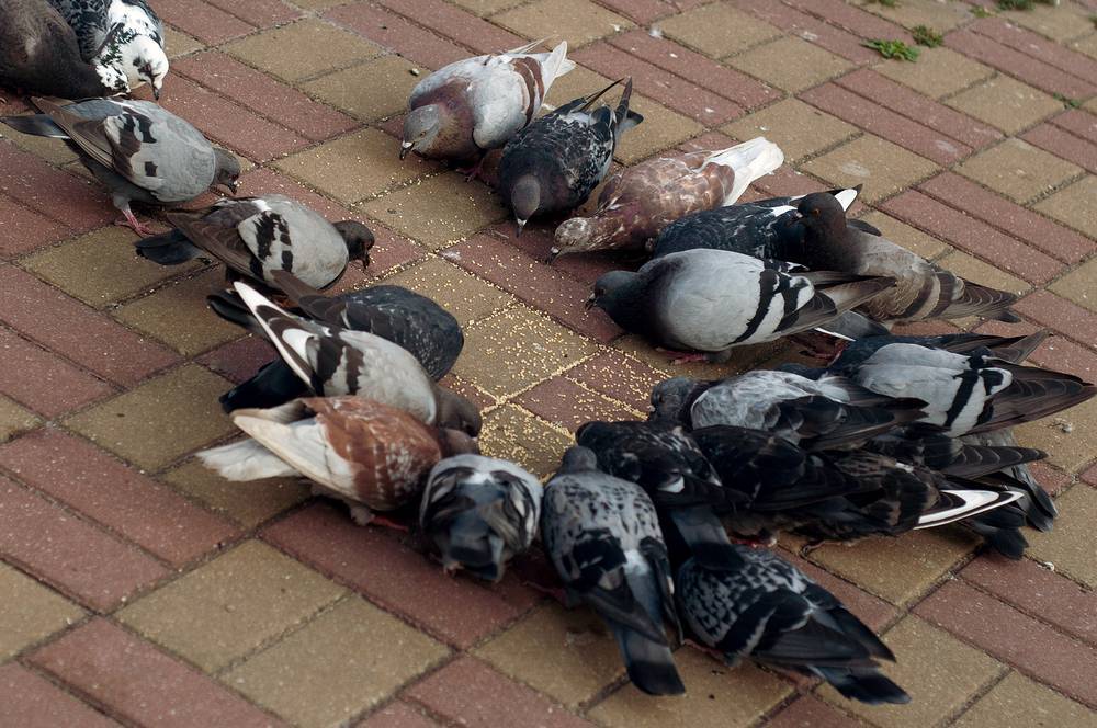 ᐉ сколько живут голуби: как определить возраст птицы. фото, видео. - zooon.ru