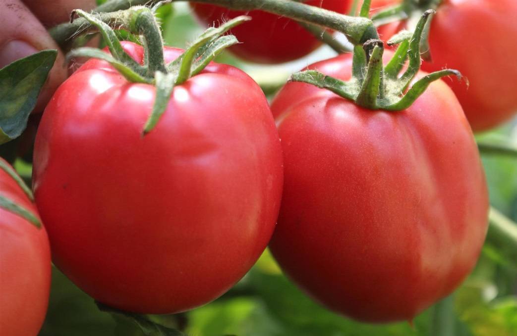 Новые сорта томатов сибирской селекции на 2020 год: наименования и характеристики помидоров, описание и фото, отзывы огородников