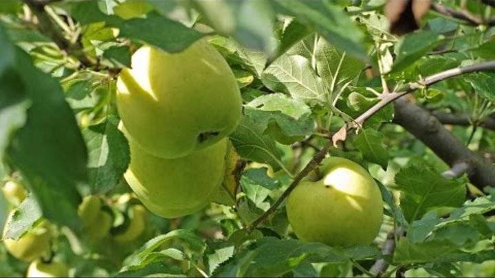 Опылители для яблони мутсу