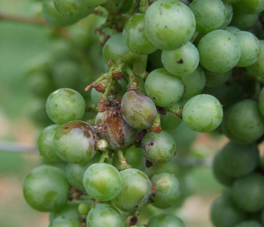 Вредители винограда и меры борьбы с ними (часть 2)  |  аппяпм