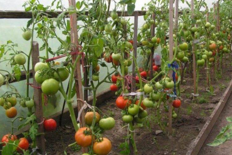 Как подвязывать помидоры - в теплице из поликарбоната, в открытом грунте, просто и удобно, способы