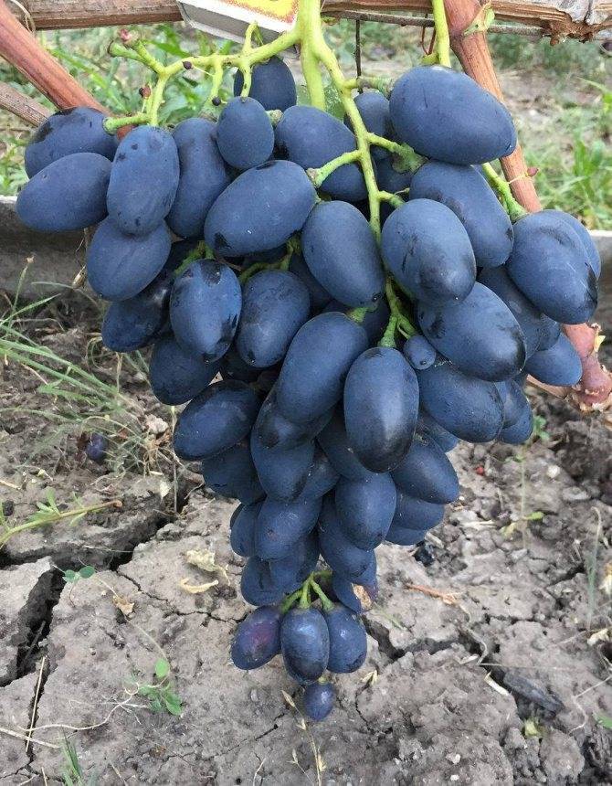 Надежда аксайская* — виноград