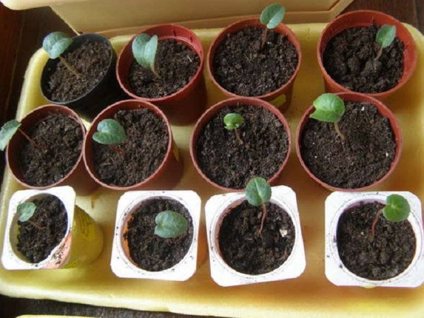 Выращивание цикламена из семян в домашних условиях: инструкции и рекомендации - sadovnikam.ru