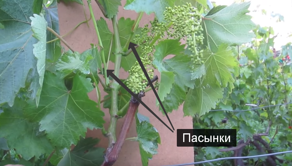 Пасынкование винограда весной для начинающих видео | дача сад огород
