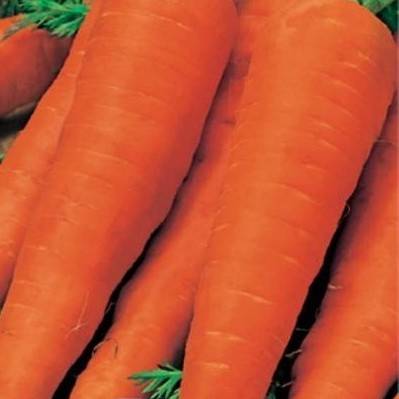Морковь кантербюри f1: описание, фото, отзывы