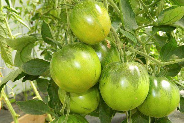 Сорт томатов цыган: фото и описание, выращивание