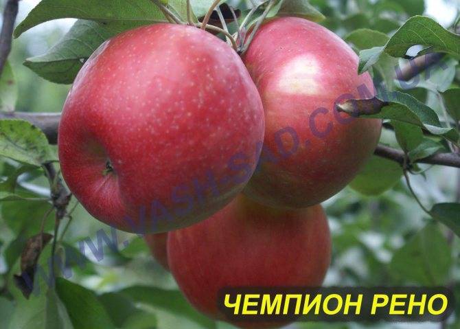 Сорт яблок чешской селекции «чемпион»: описание, фото, характеристика. тонкости выращивания яблок «чемпион»