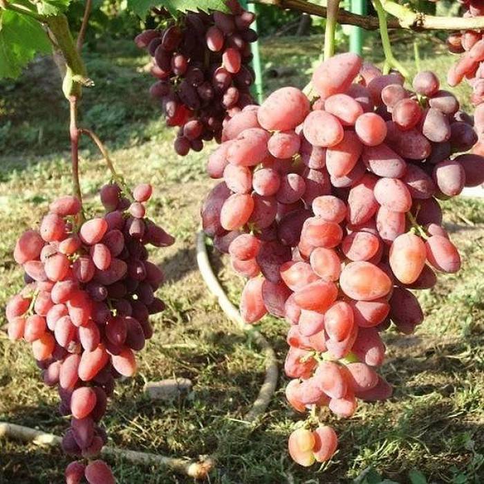 Виноград «ранний гурман»: описание сорта, фото, отзывы