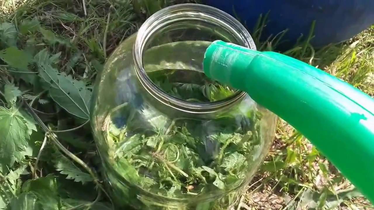 Удобрение из крапивы: как сделать настой для подкормки растений
