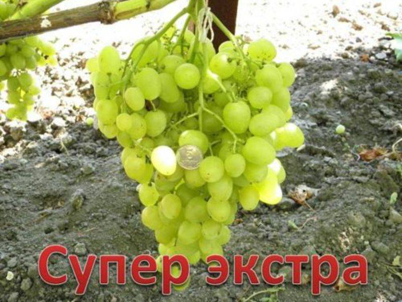 Виноград супер-экстра: описание сорта, фото, отзывы