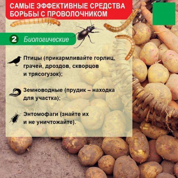 Проволочник: как избавиться, препараты, народные средства