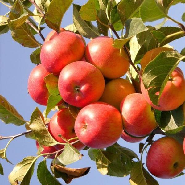 Сорт яблони эрли женева, описание, характеристика и отзывы, а также особенности выращивания данного сорта