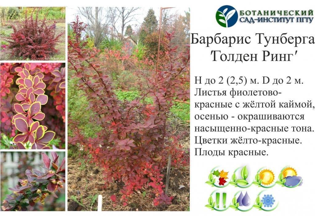 Барбарис декоративный кустарник фото и описание и уход