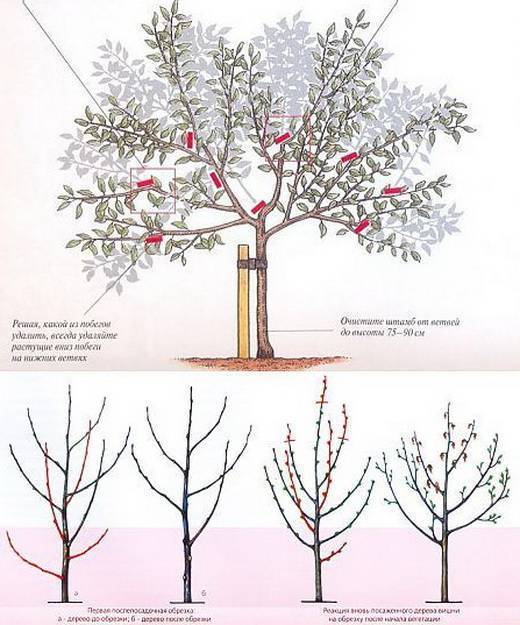Обрезка кустовидной вишни весной схема для начинающих