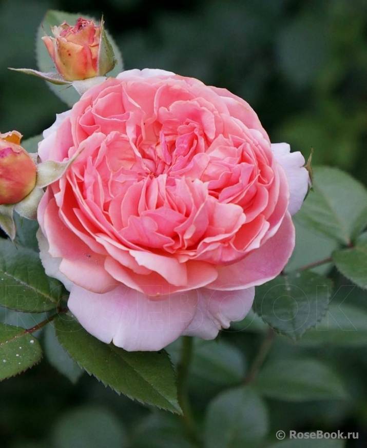 Роза чиппендейл флорибунда: описание и выращивание в открытом грунте