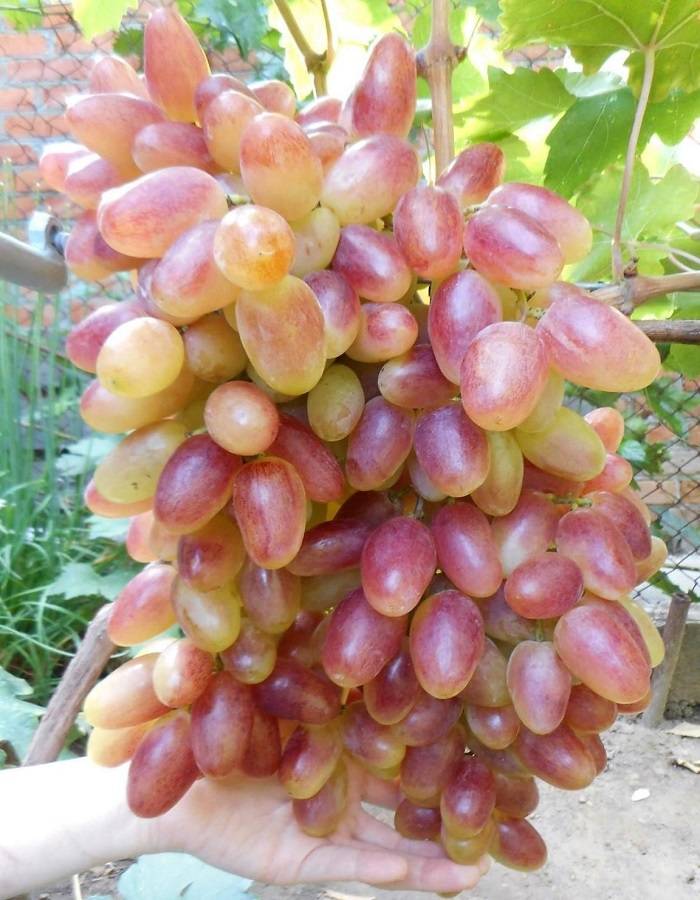 Ранний виноград «преображение»: описание сорта, характеристики и фото