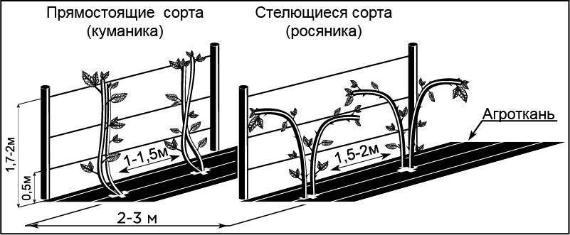 Схема посадки ремонтантной малины в открытом грунте весной