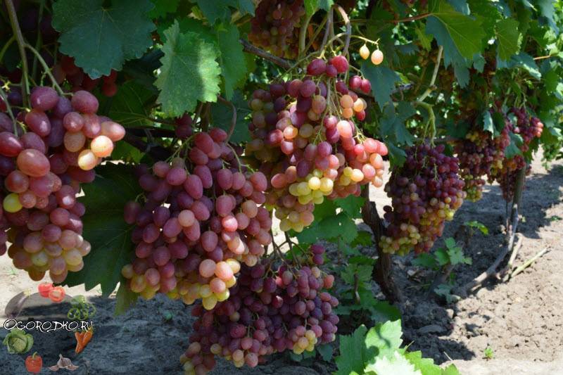 Виноград велес: описание сорта, фото, отзывы, характеристика и технология выращивания