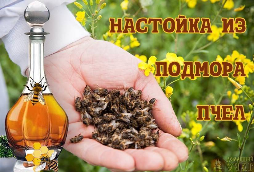 Применения настойки на пчелах. Этикетка на подмор пчел. Пчелиный подмор. Настойка из пчел. Пчелиный подмор настойка.