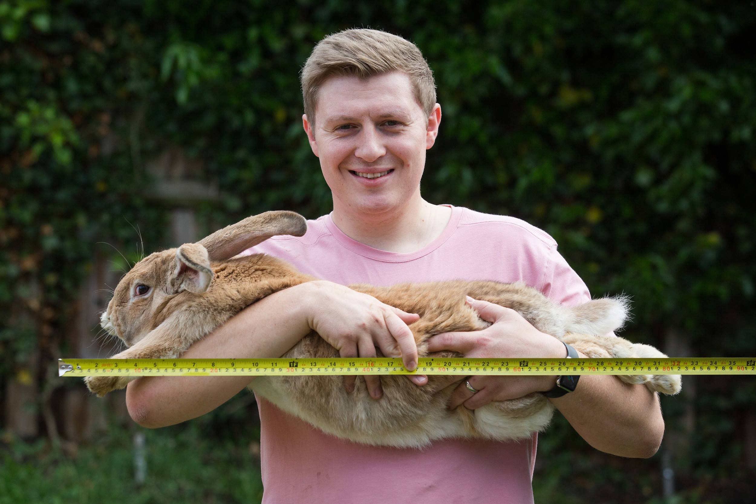Самый большой кролик в мире, занесенный в книгу рекордов гиннеса