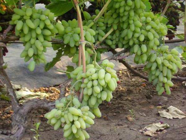 Первозванный виноград описание и фото