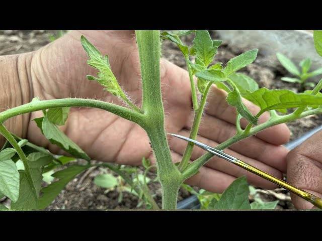 Как пасынковать помидоры в открытом грунте?