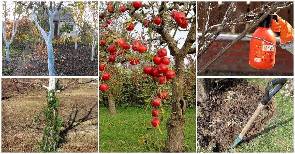 Обработка сада осенью от вредителей – защита плодовых деревьев и кустарников – 4 сезона огородника