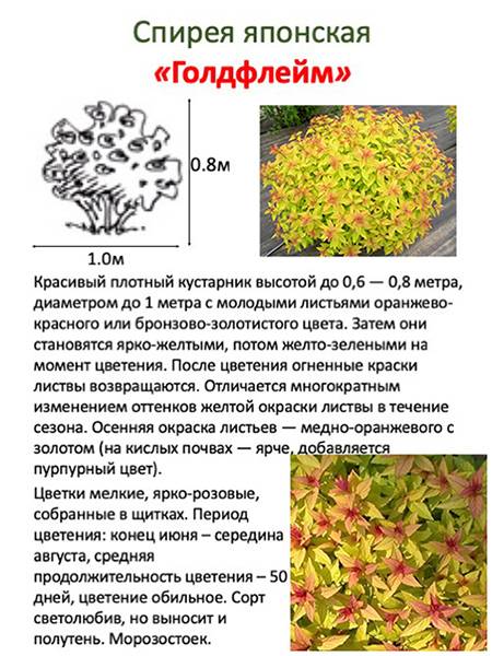 Спирея японская голдфлейм фото и описание кустарника посадка и уход в открытом грунте