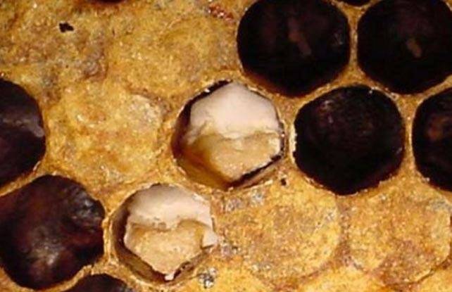 Самые распространённые болезни пчелиного расплода и их лечение