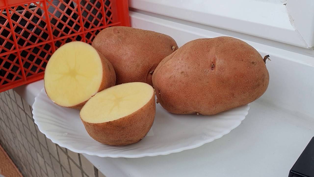 Популярный сорт картофеля с отменным вкусом и хорошей лежкостью «киевский свитанок»