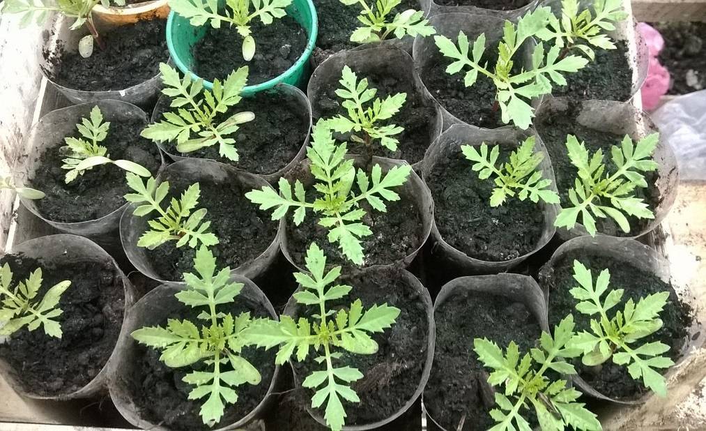 Клеома – выращивание рассадой и уход в открытом грунте