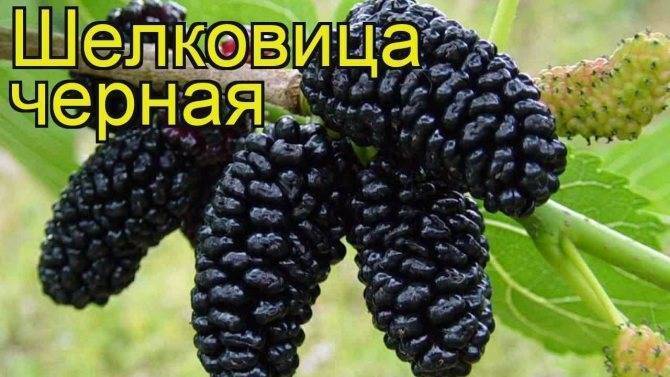 Шелковица сорта чёрная баронесса: описание, история селекции, посадка и уход, фото