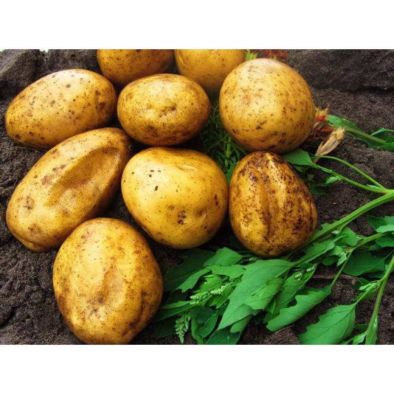 Лучшие сорта картофеля: ранние, ультраранние, скороспелые, урожайные