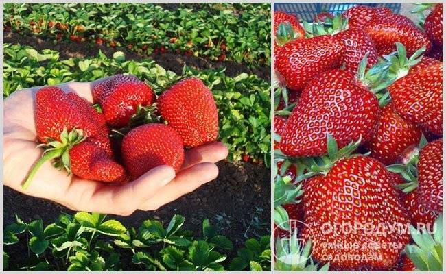 Клубника сирия: описание и фото сорта, отзывы садоводов, особенности выращивания и ухода