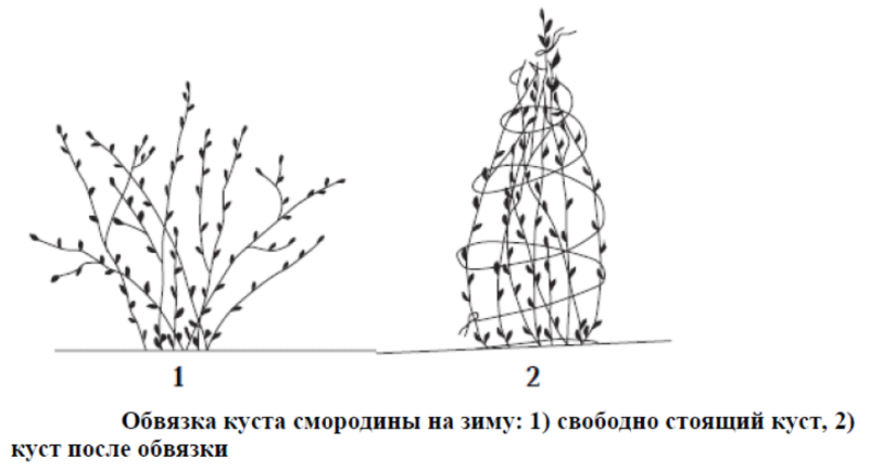 Схема посадки красной смородины