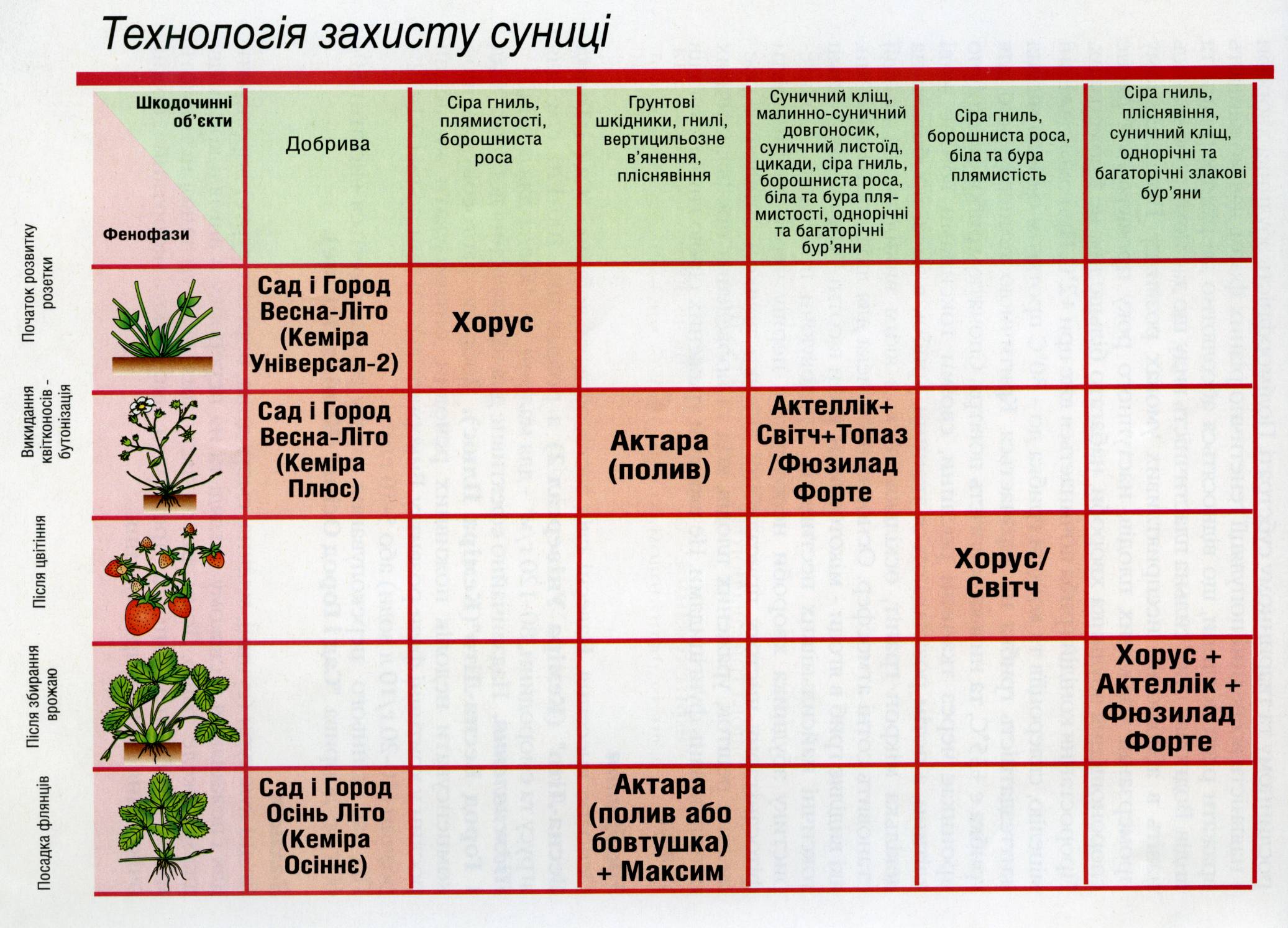 Схема подкормки яблони