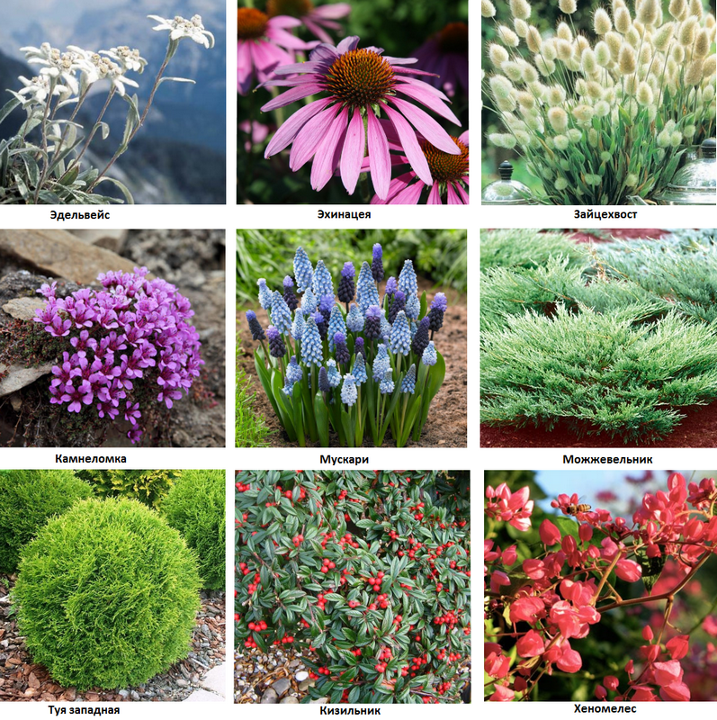 Многолетние растения для сада фото и названия каталог