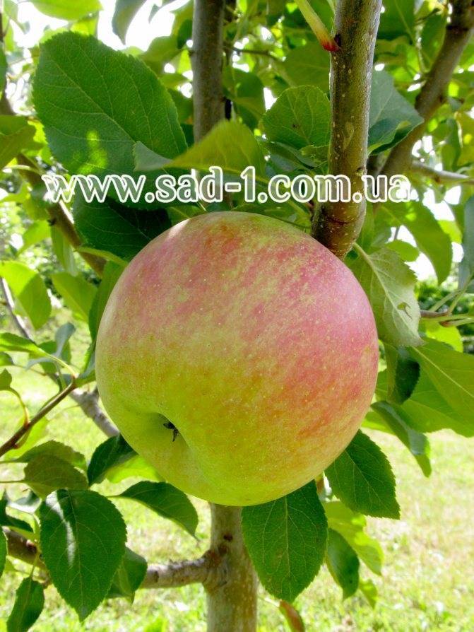 Яблоня чемпион - когда созревает сорт, описание яблок