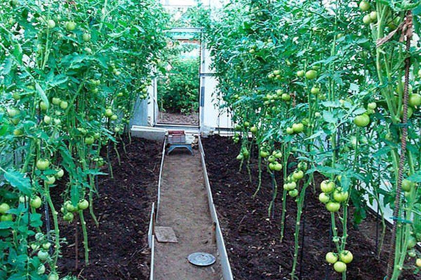Когда высаживать помидоры в теплицу из поликарбоната чтобы получить урожай в мае