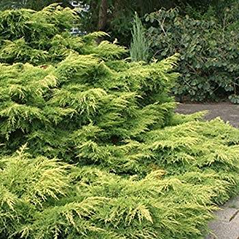 Можжевельник средний пфитцериана ауреа (juniperus x-media pfitzeriana aurea)