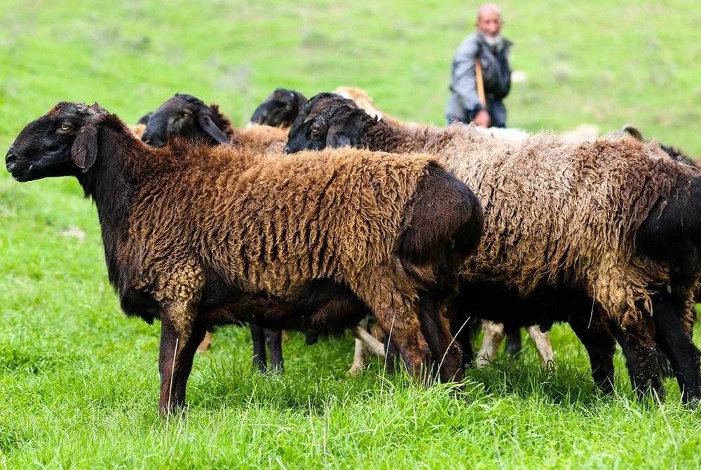 Породы овец и баранов: породы разных направлений, виды баранов