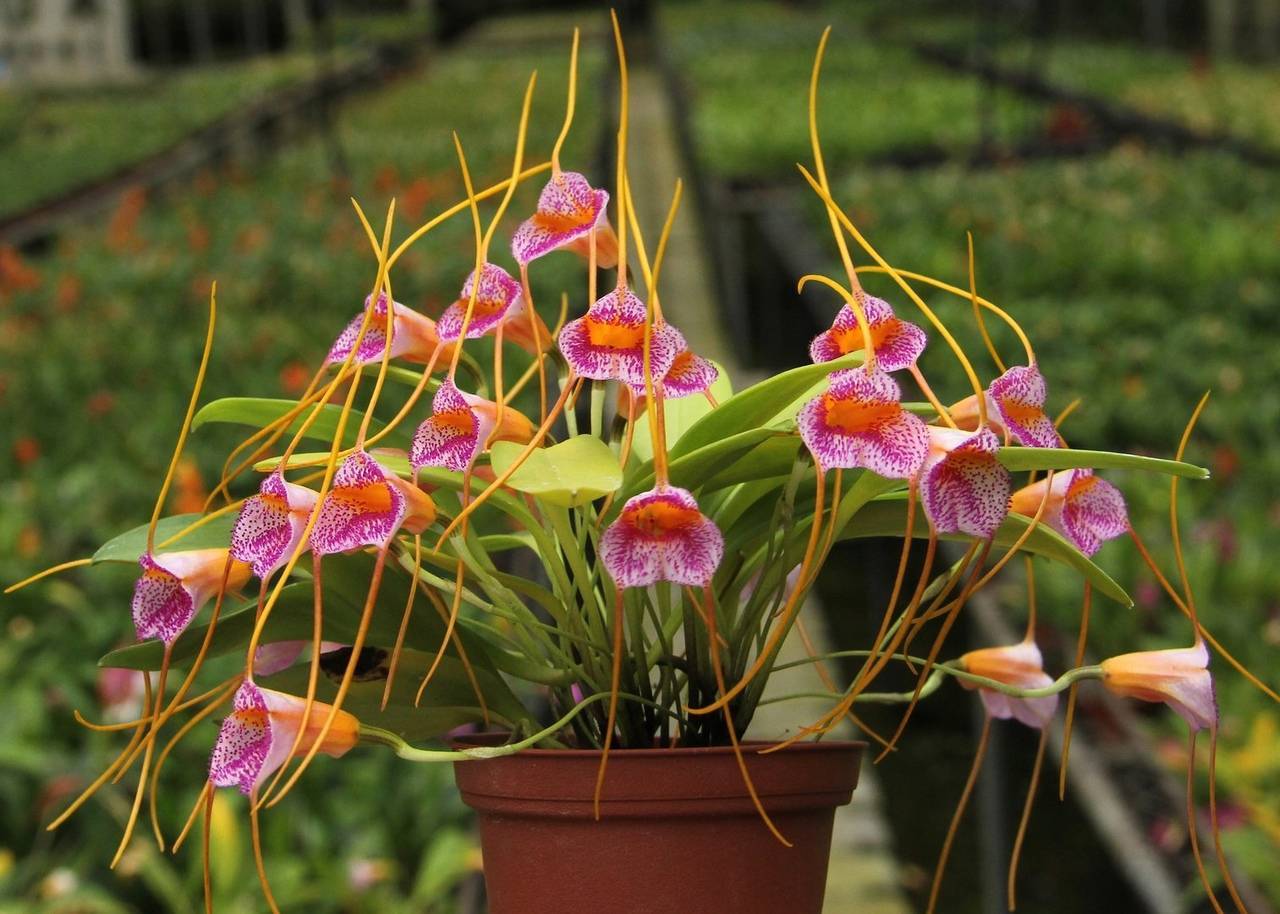 Орхидея масдеваллия уход в домашних условиях: 7 важнейших правил, размножение, фото сортов