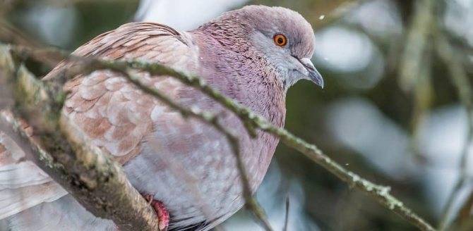 Розовый голубь: птица с маврикия, которая спаслась за счет своей ядовитости