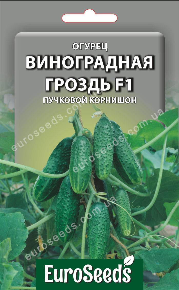 Виноград - описание 27 сортов с фото и характеристиками
