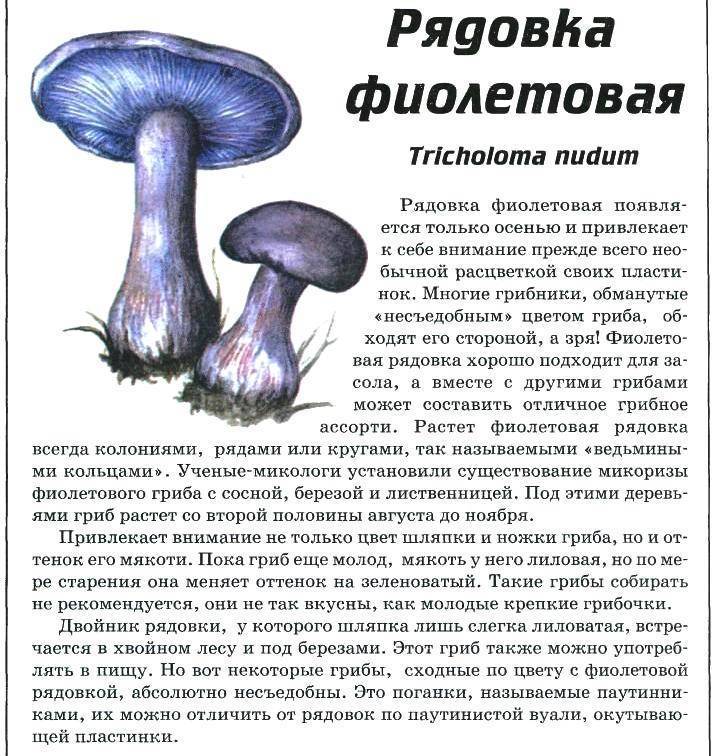 Паутинник фиолетовый рисунок