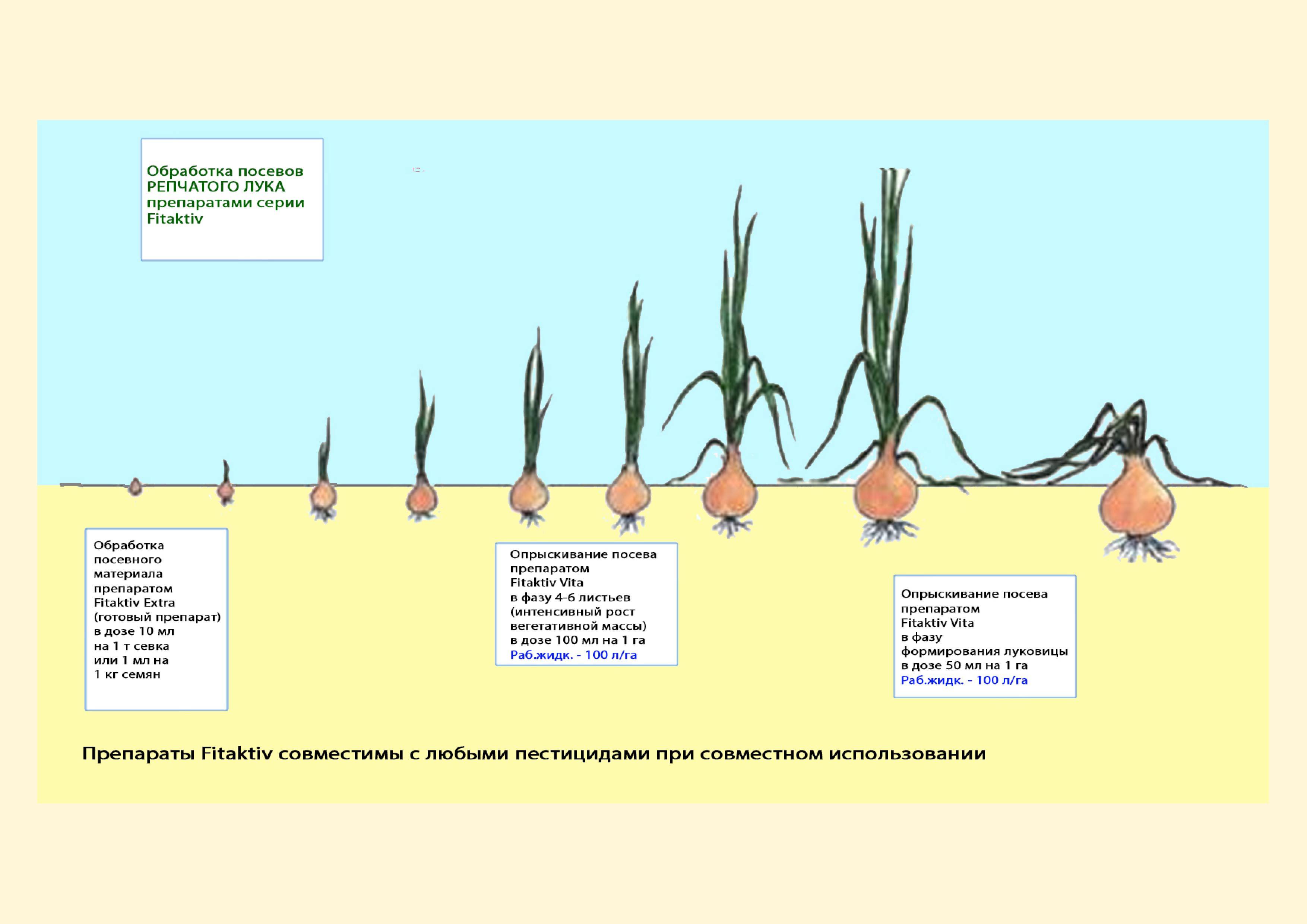 Как вырастить лук из семян: обработка семян, подготовка грунта к посадке, нюансы посадки и ухода - sadovnikam.ru