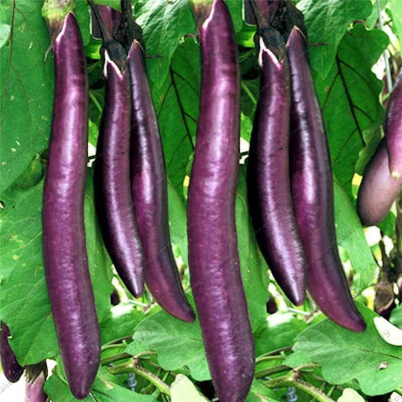 Баклажан длинный фиолетовый: описание, фото, отзывы