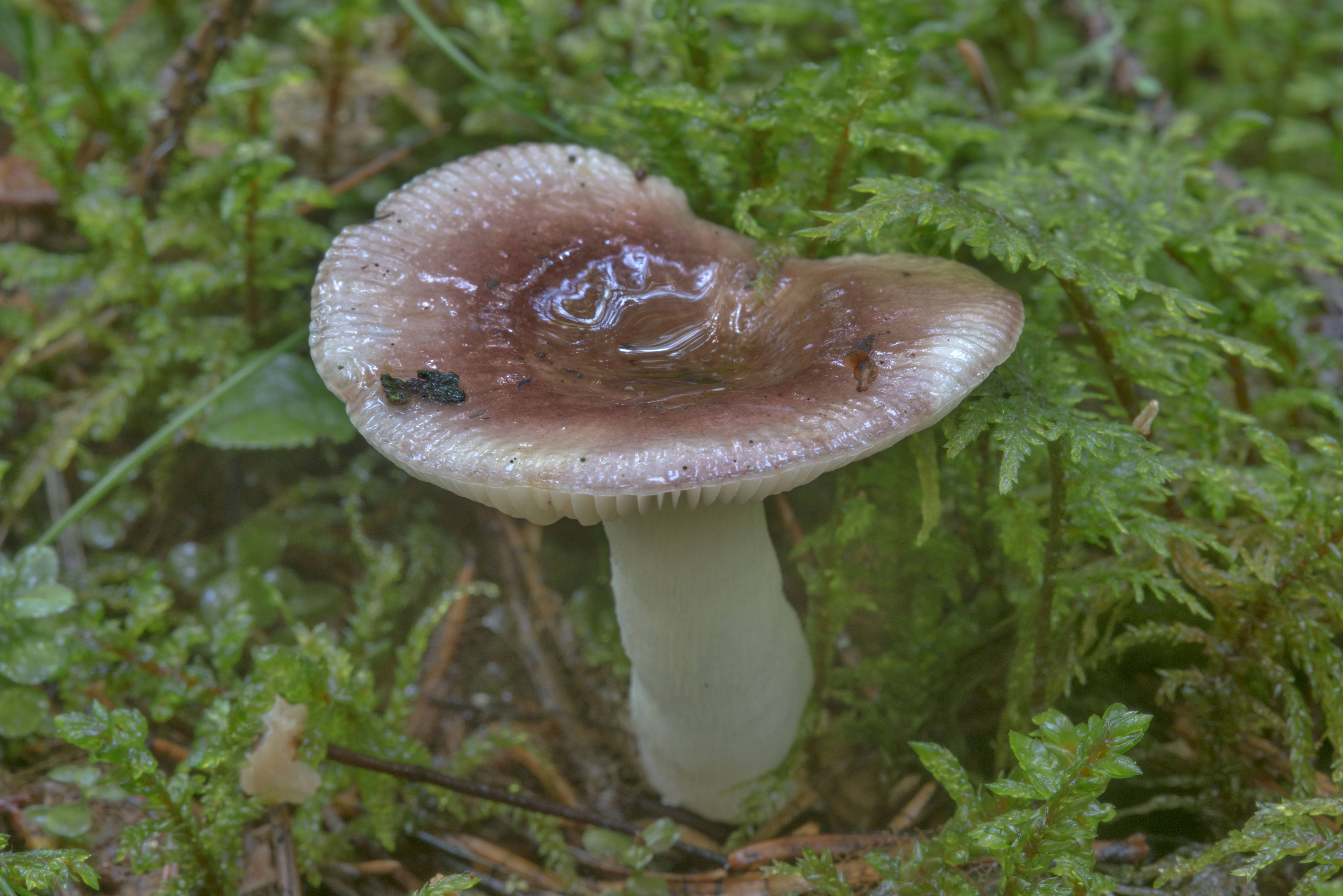 Гриб синяк (gyroporus cyanescens): информация, где растет, фото