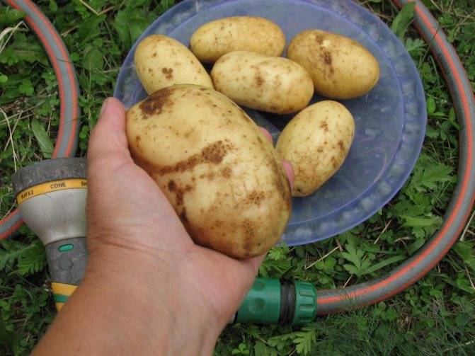 Картофель романо: описание сорта, фото, характеристики, посадка, уход и сбор урожая